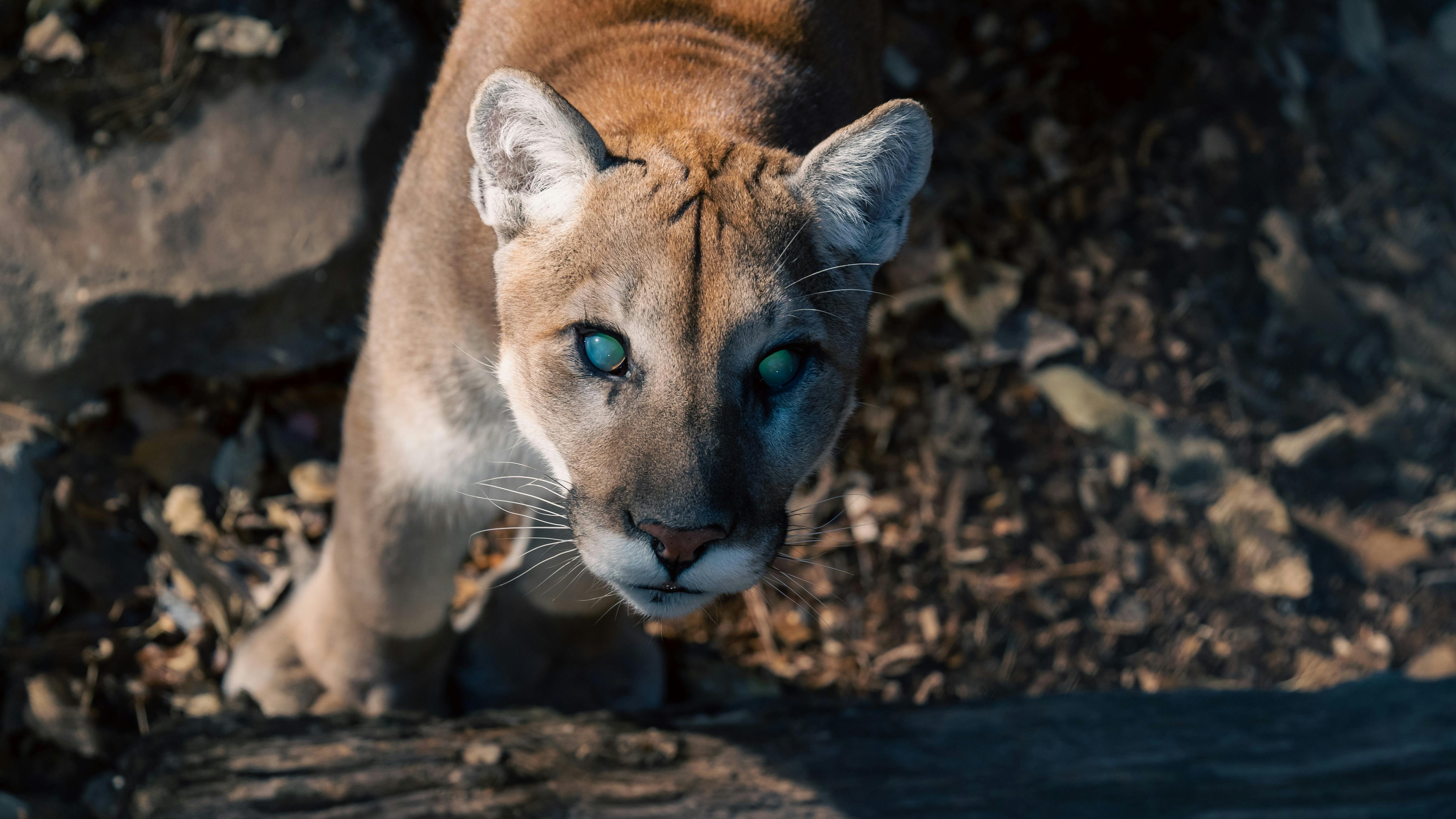 A mountain lion with blue eyes looking at the camera