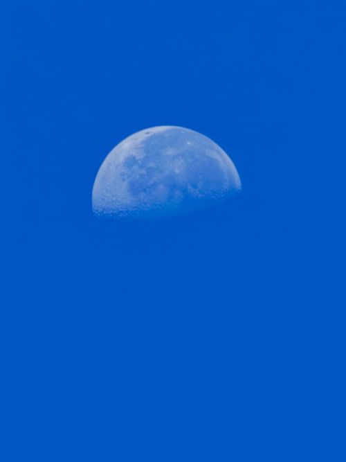 Free blue moon  Stock Photo