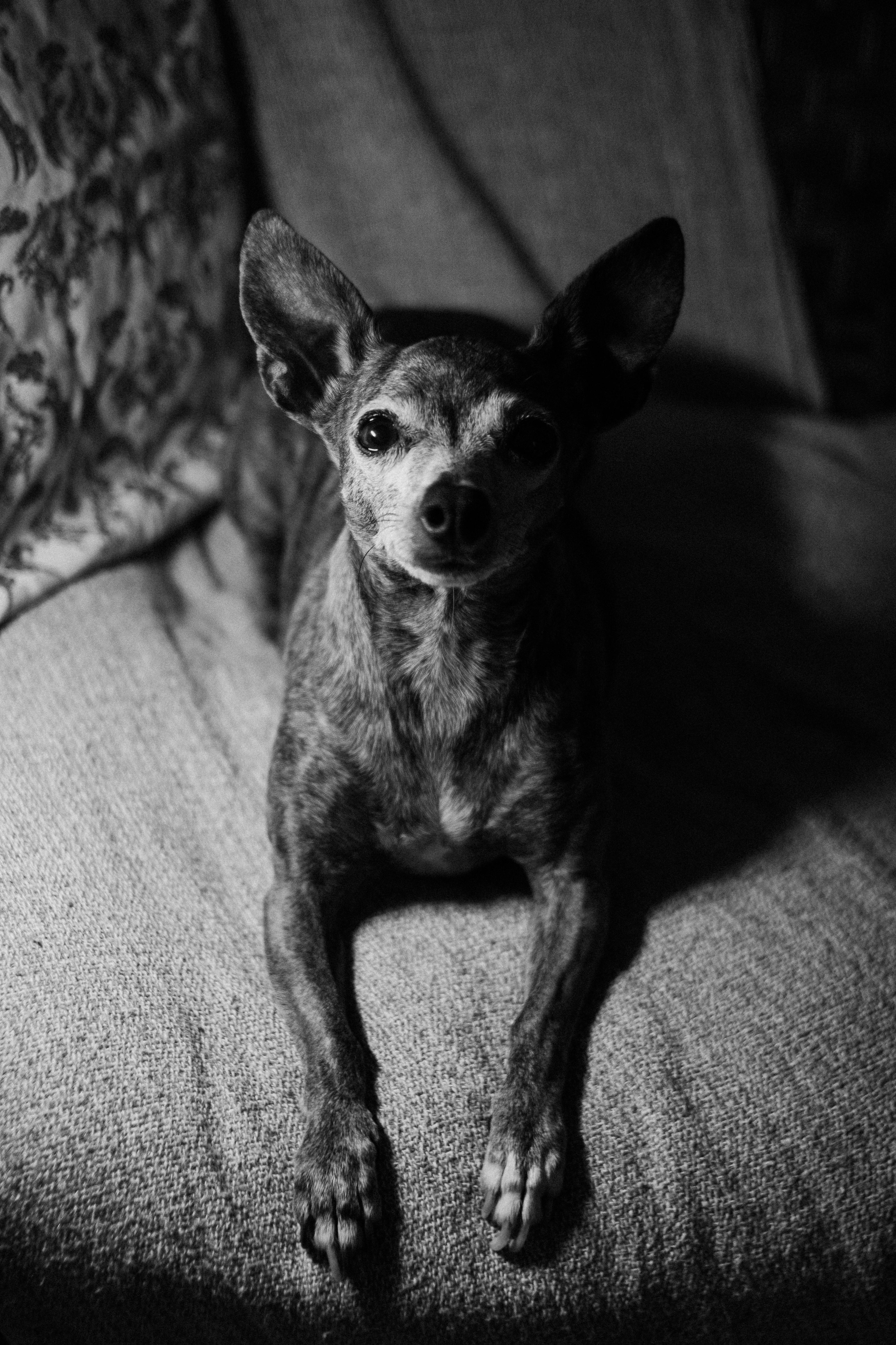 a black and white photo of a chihuahua laying on a couch