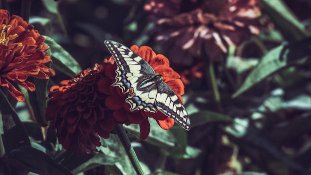 A swallowtail butterfly rests on a bright red zinnia, showcasing nature's vivid beauty.