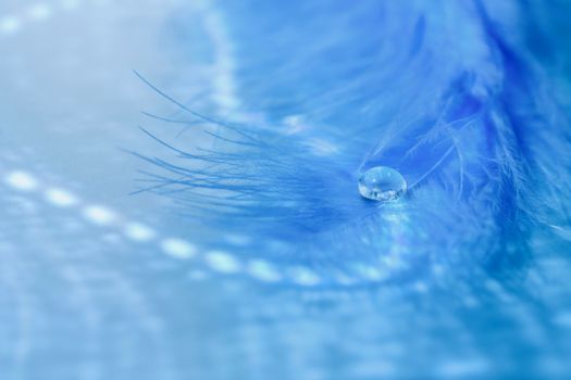 A calming close-up of a water droplet resting on a vibrant blue feather, showcasing tranquility and purity.