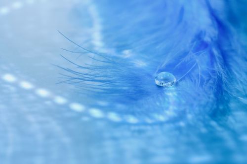 Free A calming close-up of a water droplet resting on a vibrant blue feather, showcasing tranquility and purity. Stock Photo