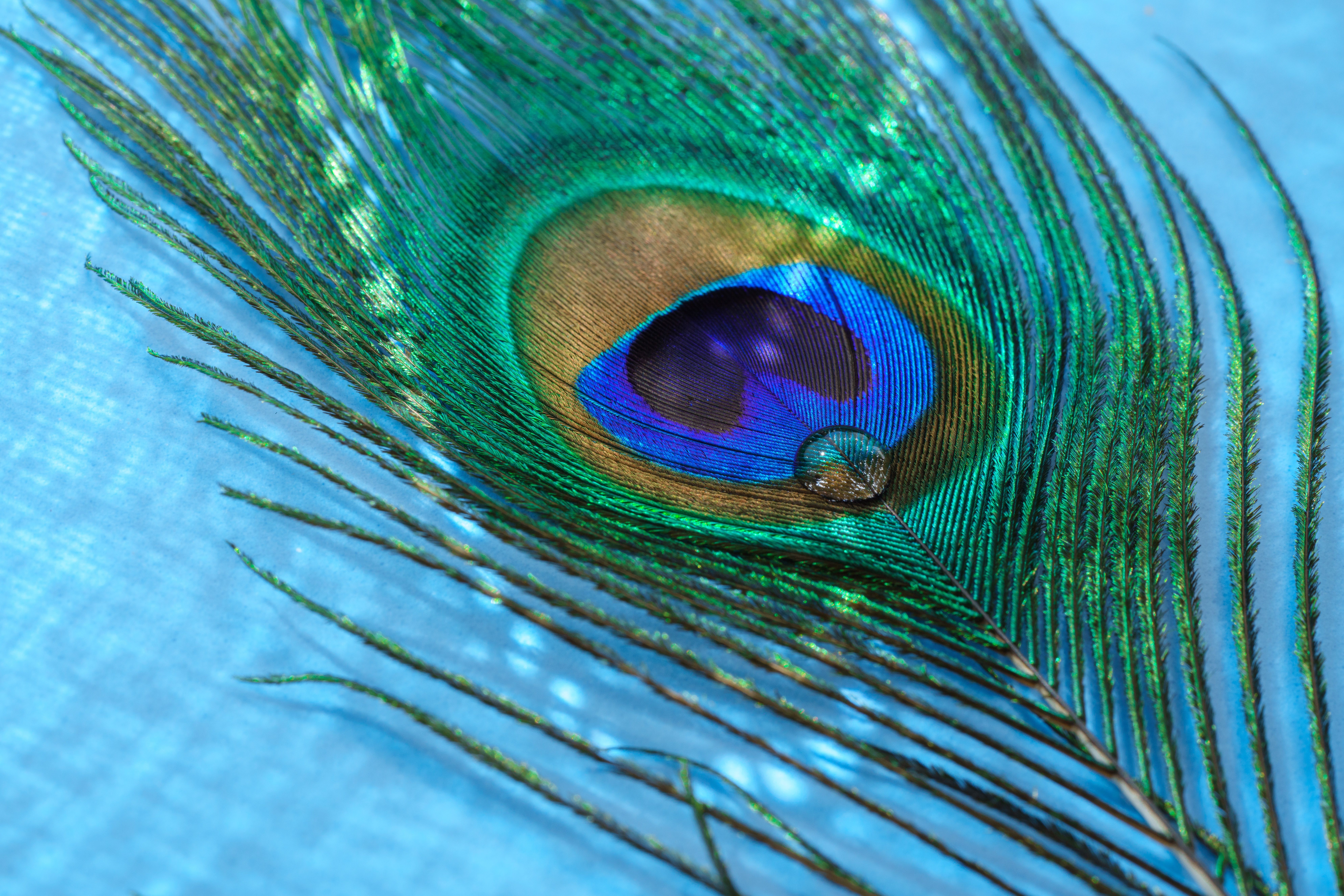 A close up of a peacock feather on a blue background · Free Stock Photo