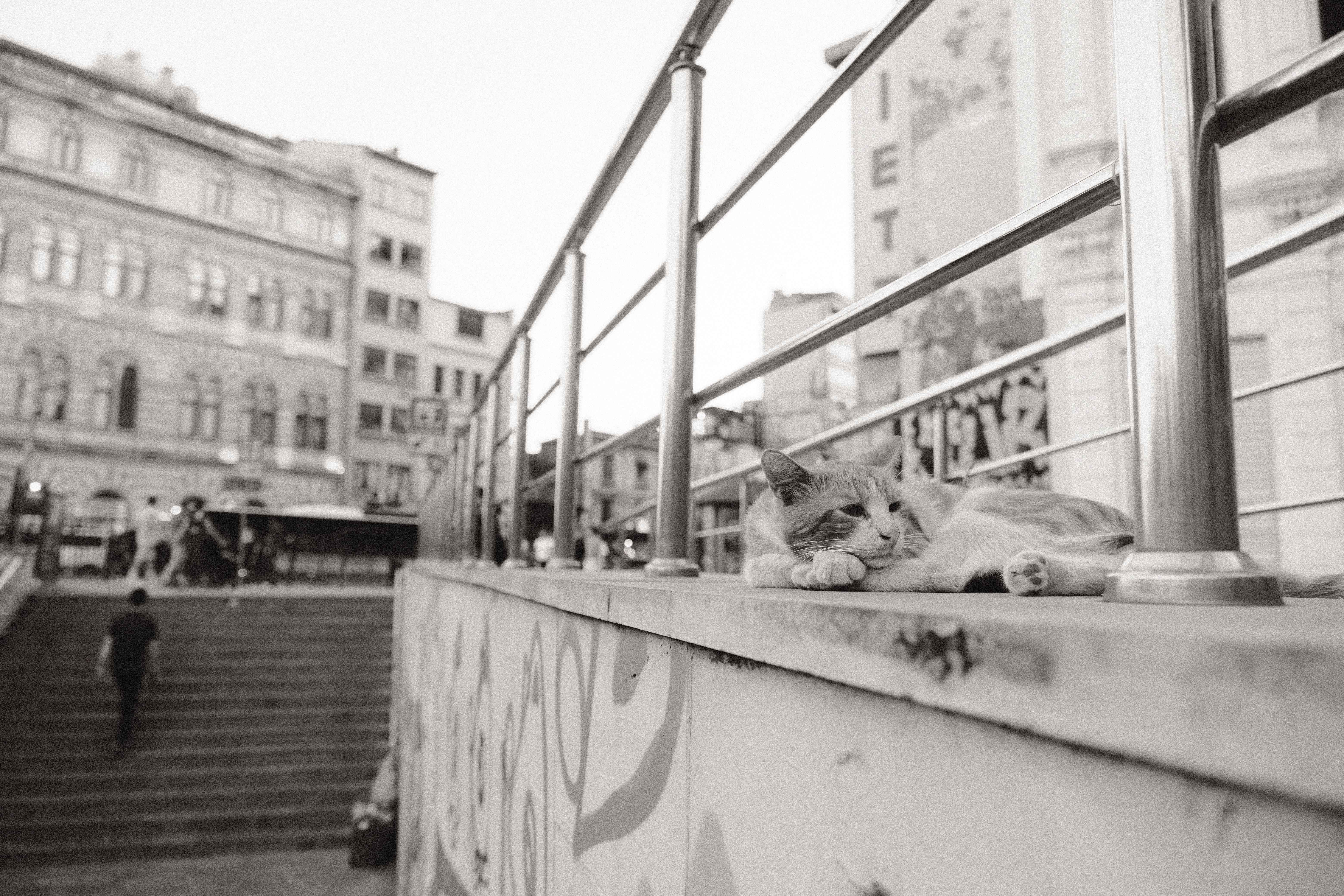 A cat is laying on the steps of a building · Free Stock Photo