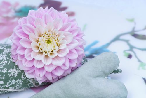 Free Elegant pink dahlia flower with heart decoration and floral background. Stock Photo