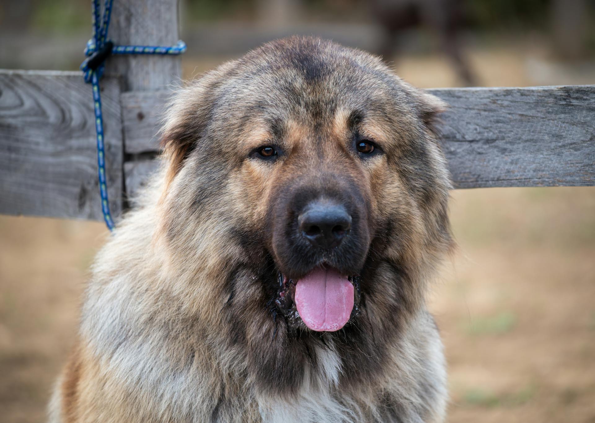 Een grote hond met een lange tong die eruit steekt.