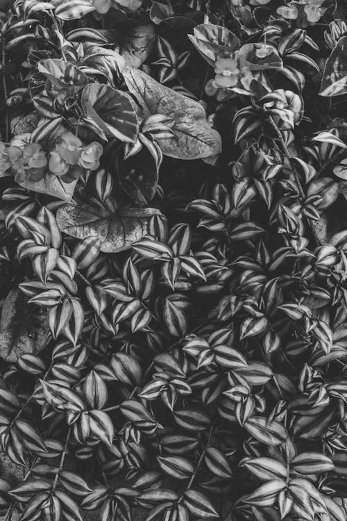 Fotos de stock gratuitas de b & w leafa, blanco y negro, Flores artificiales