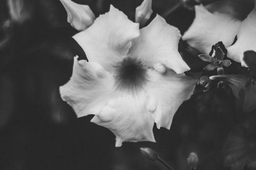 Foto d'estoc gratuïta de blanc i negre, flor, flor de b & w