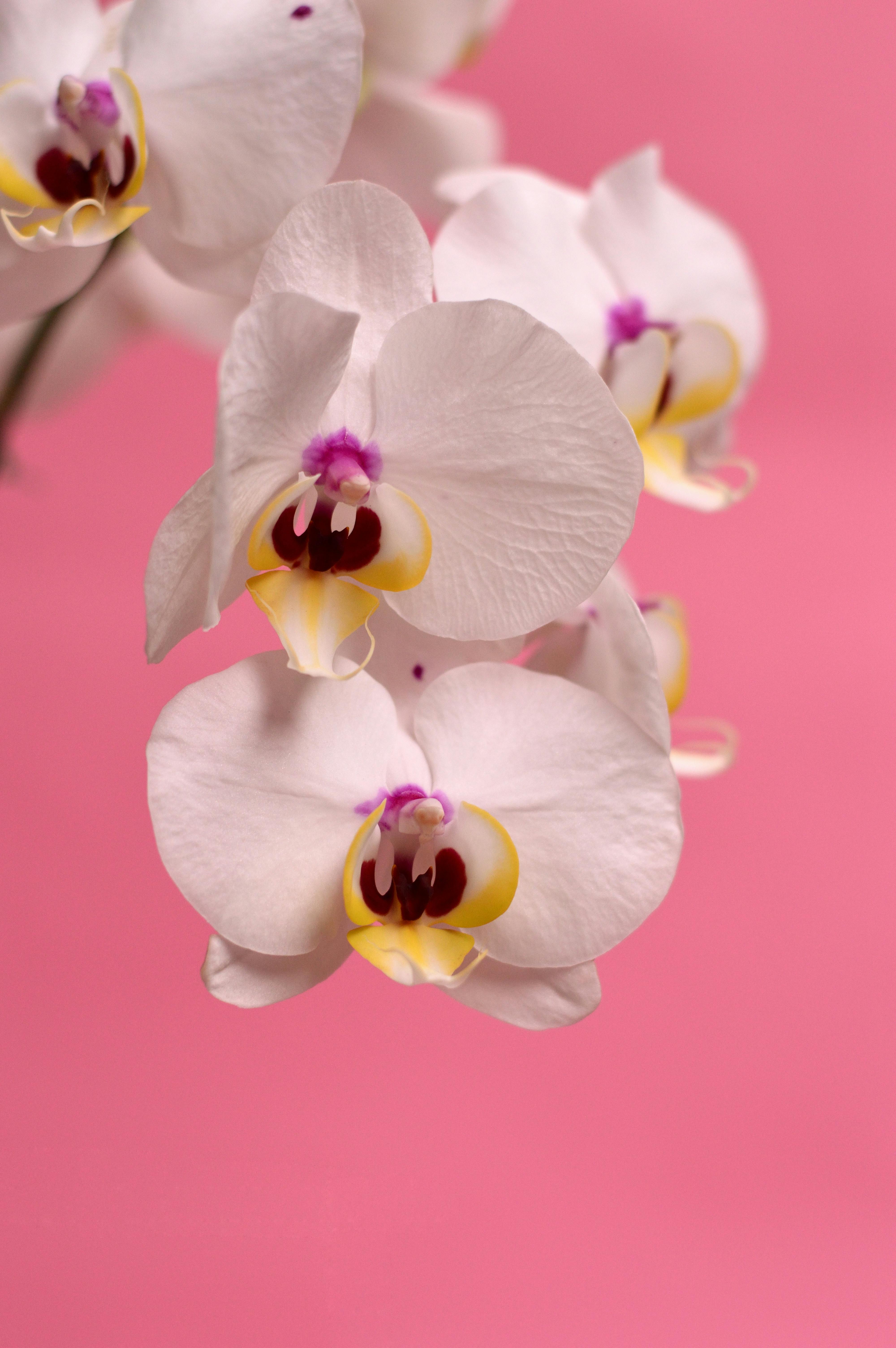 Orchid Wallpaper for Your Phone