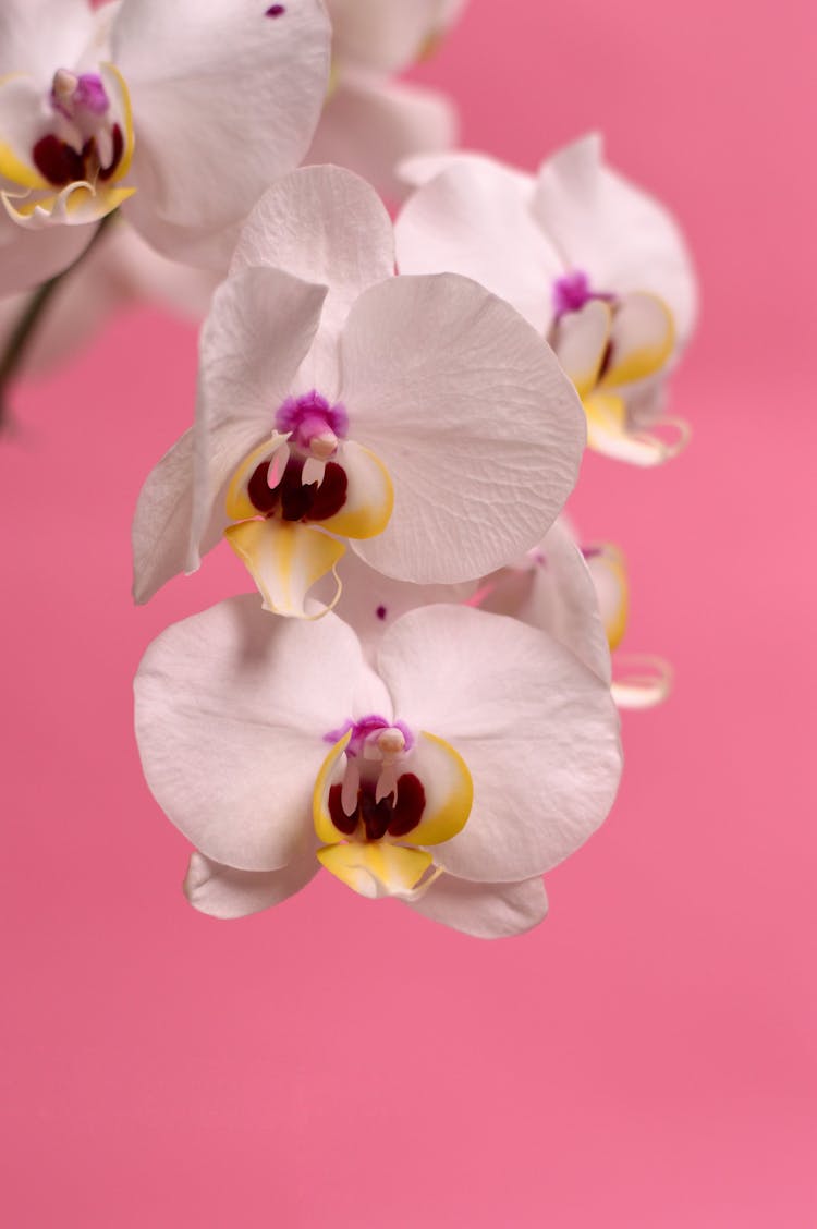 White Moth Orchid