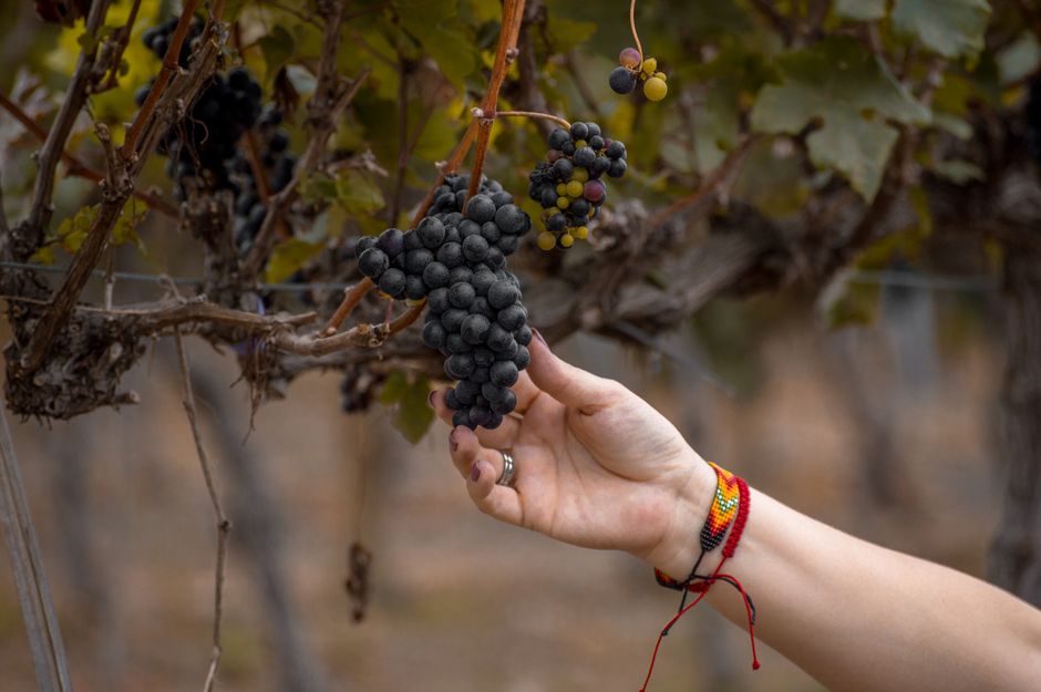 A close-up of a hand picking ripe grapes in a vineyard, showcasing the viticulture process.