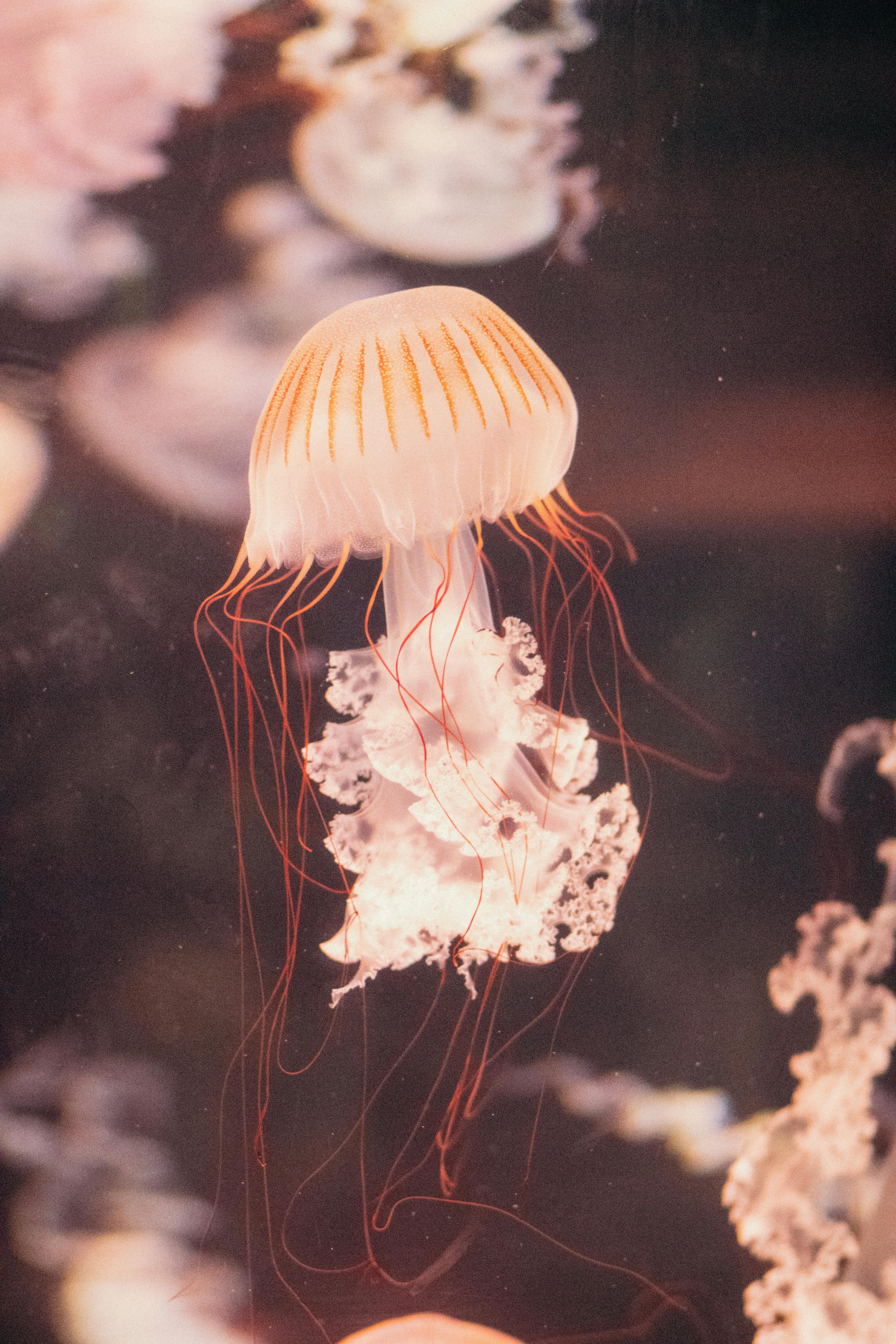 a small jellyfish