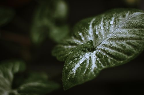 Free A close-up view of a green leaf with dewdrops, showcasing nature's tranquility. Stock Photo