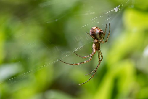 Free A detailed macro shot of a Metellina mengei spider on its web against a vibrant green background. Stock Photo