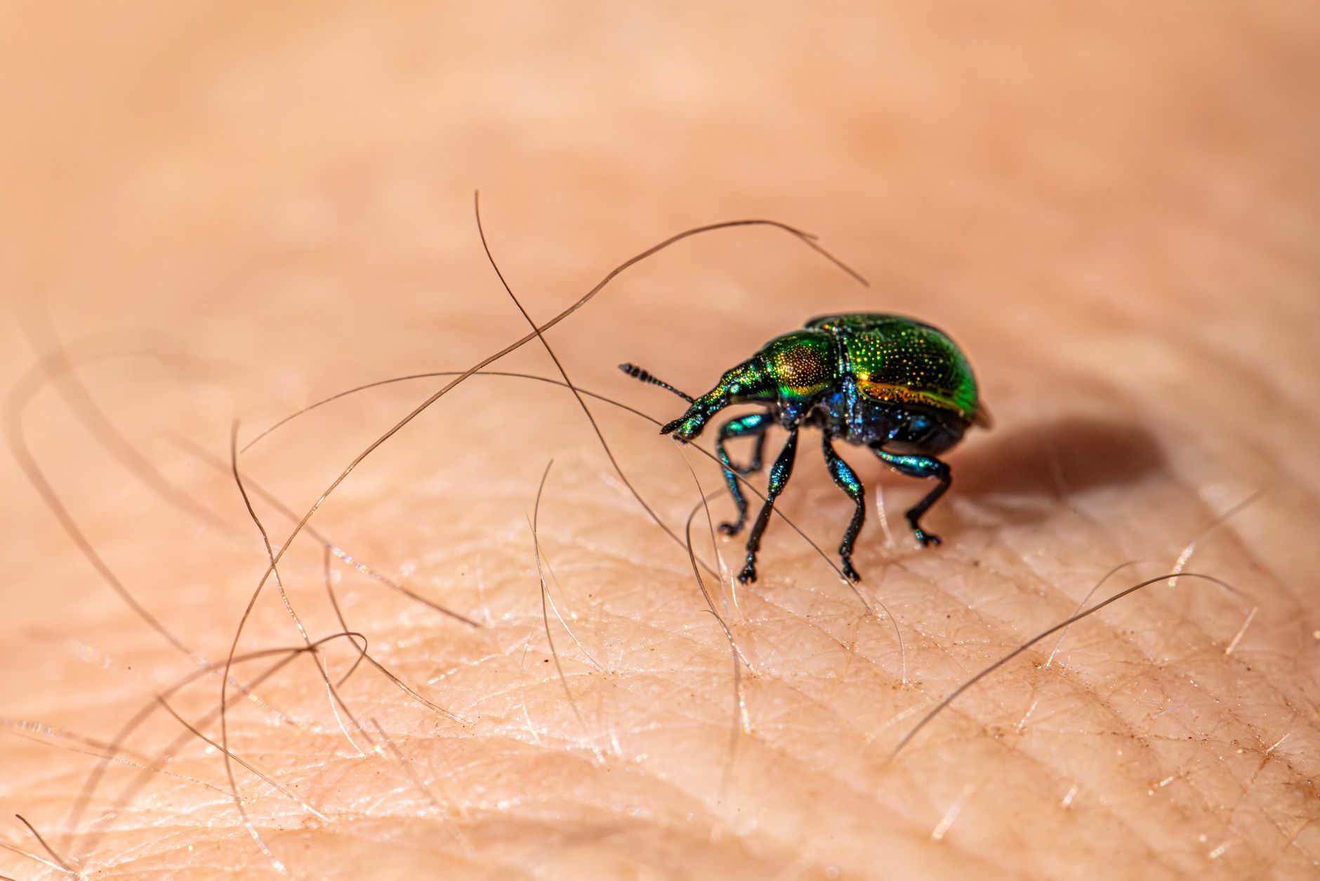 Pet-Safe & Eco-Friendly Pest Control for Businesses