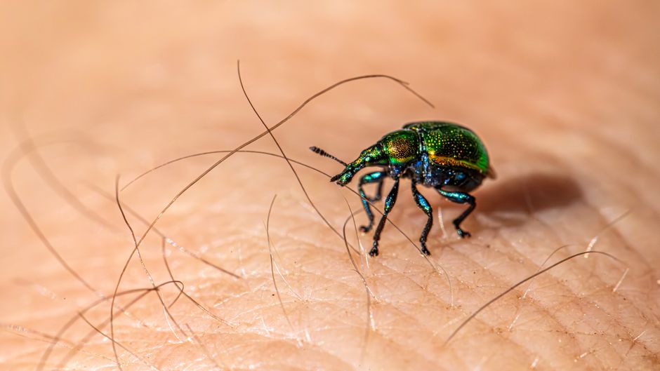pest control services singapore