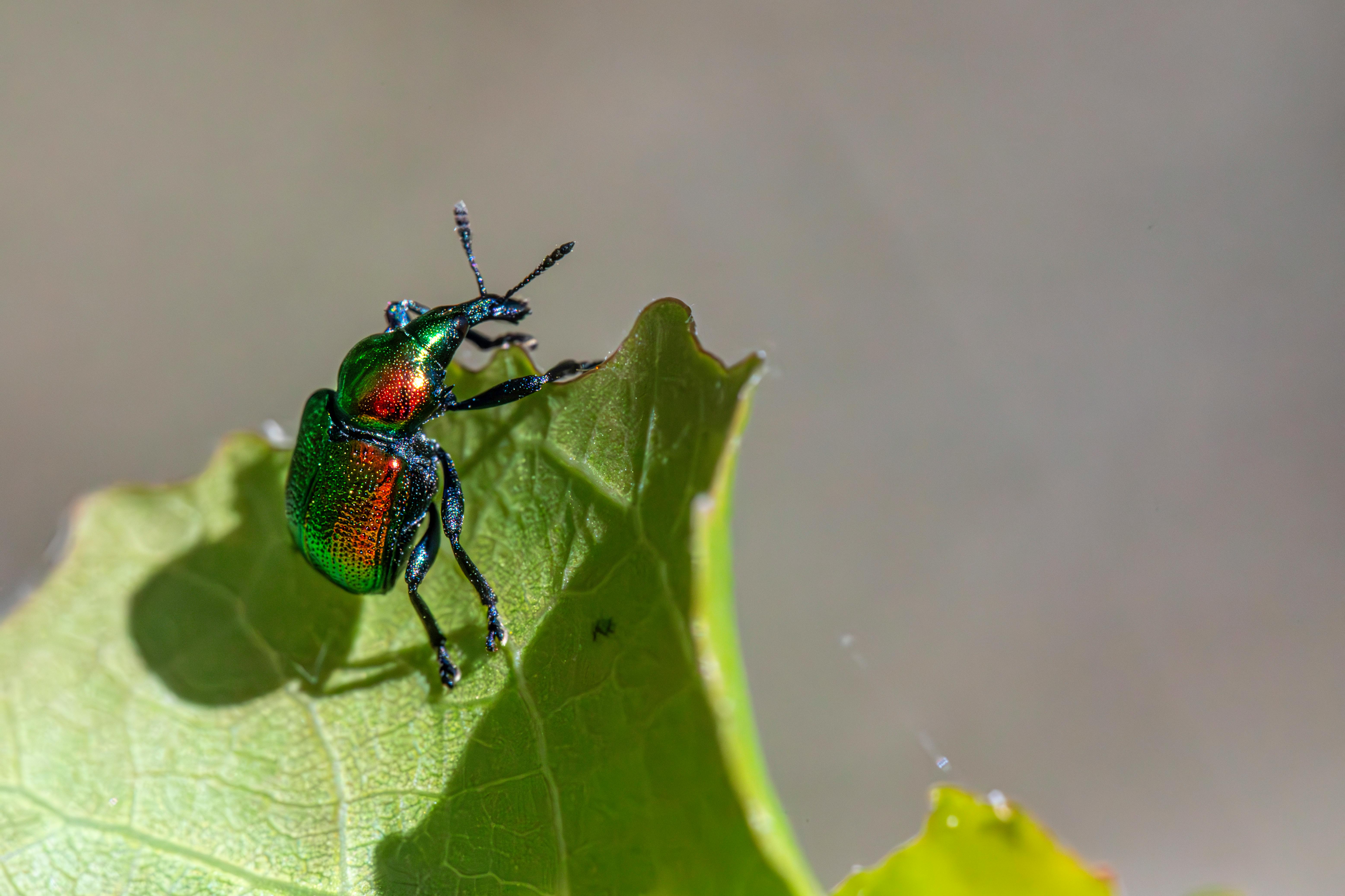 a green and red beetle sitting on a leaf