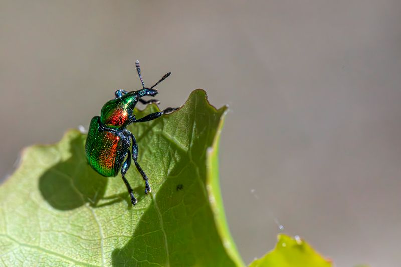 Natural Pest Control: 15 Methods That Actually Work