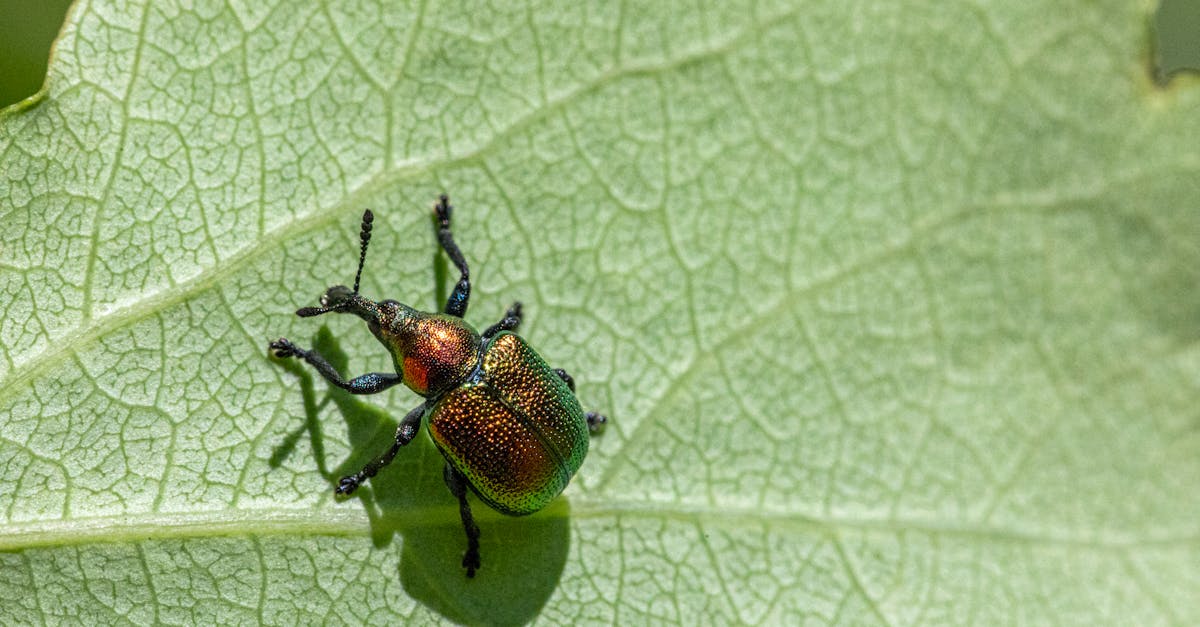 A beetle on a leaf