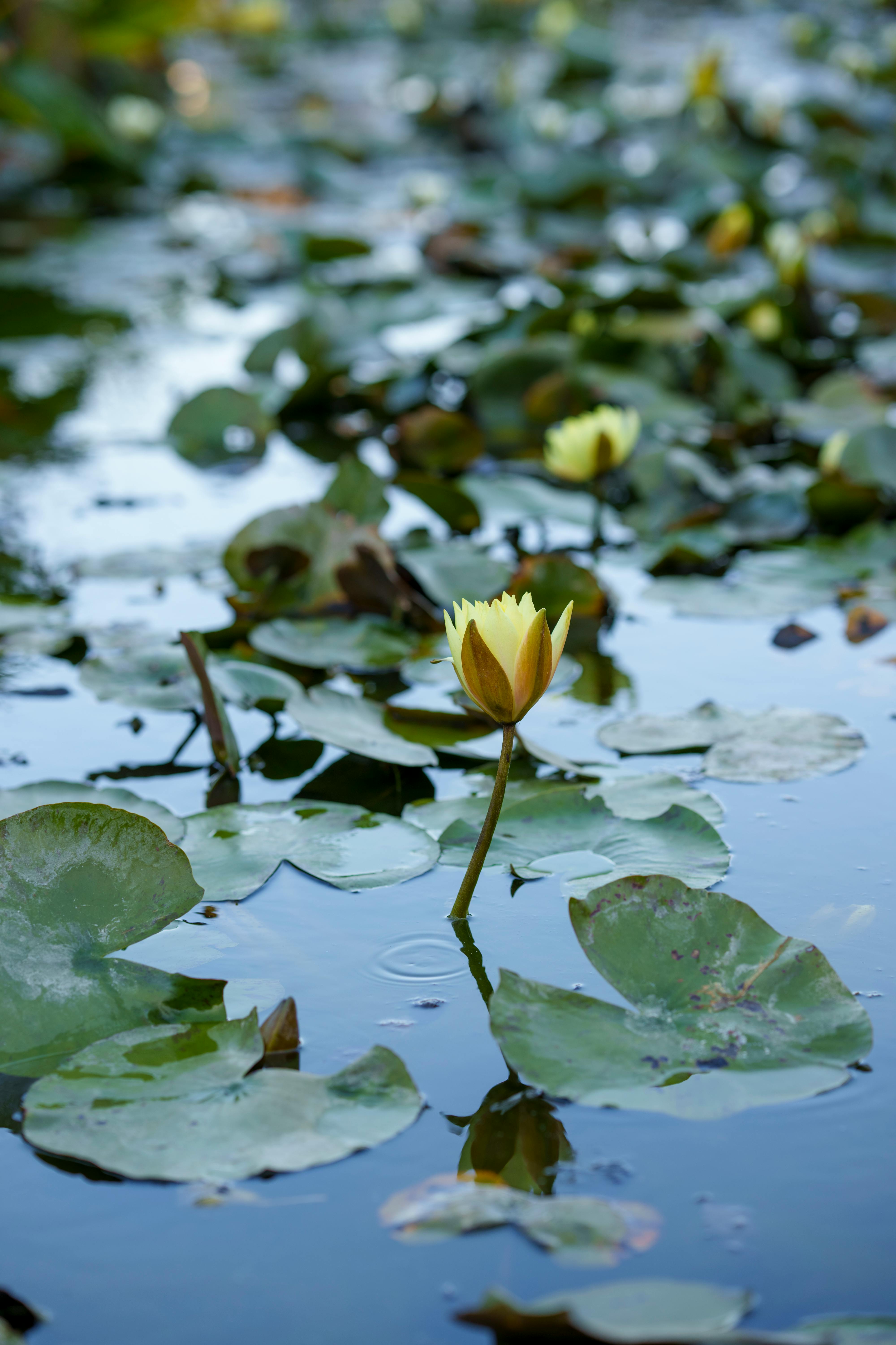 water lilies afternoon outdoors