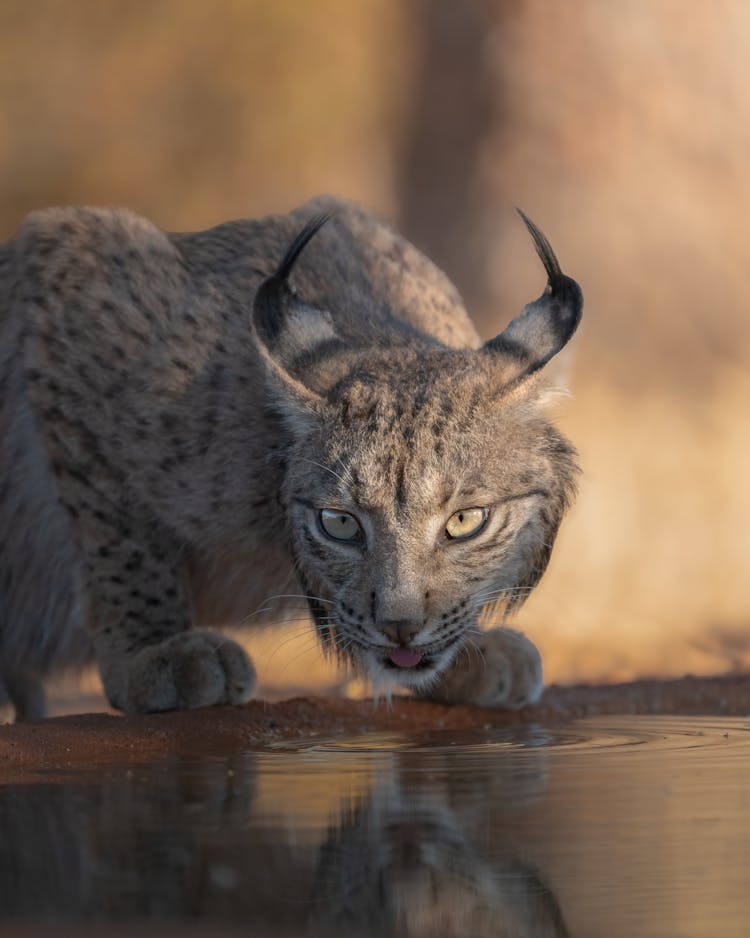 Lynx In Nature