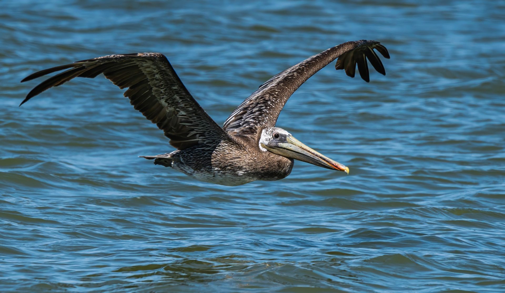 A pelican gracefully flying over the ocean, showcasing its wingspan against a clear blue sky.