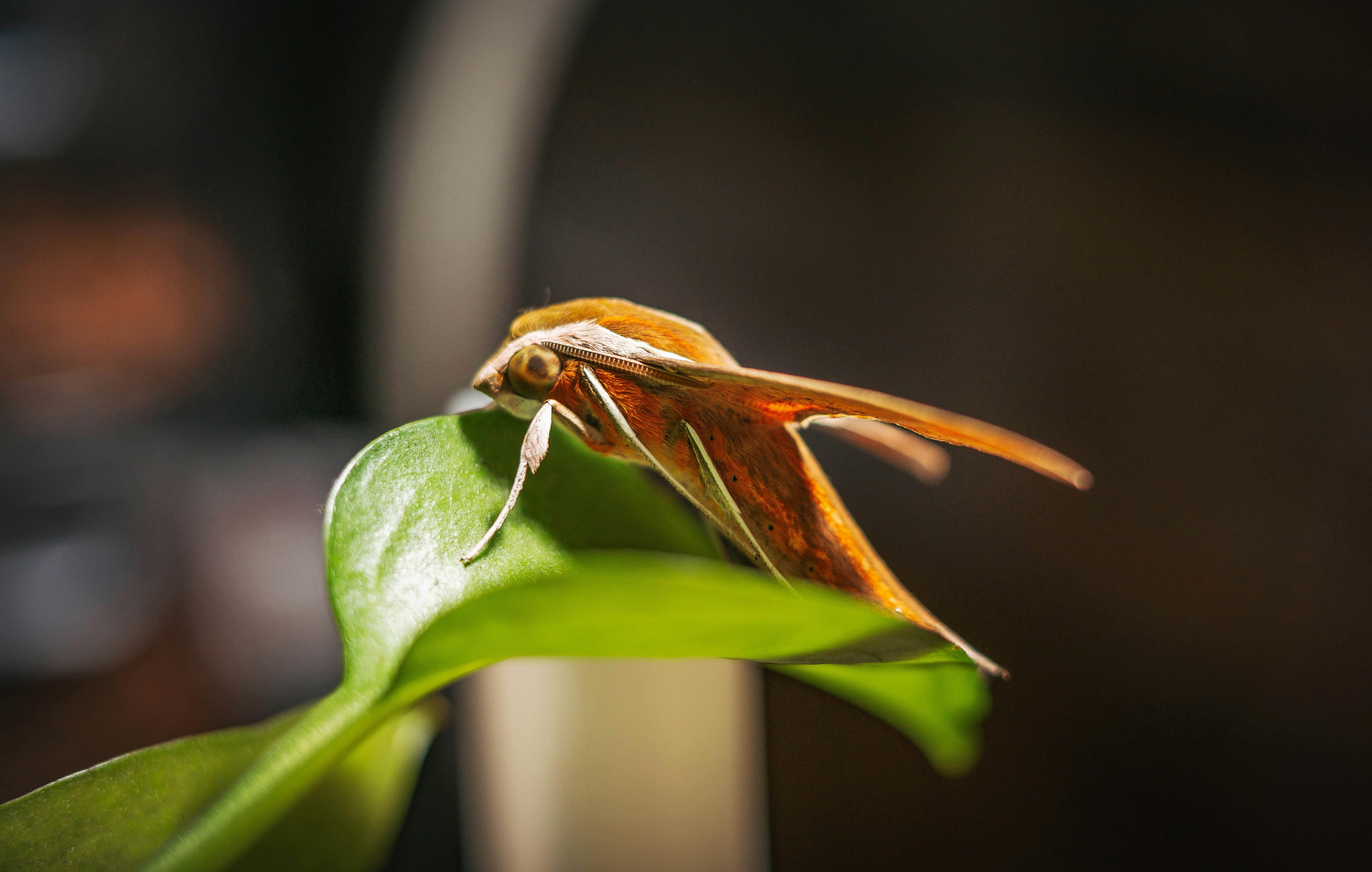 a moth on a leaf with a green background