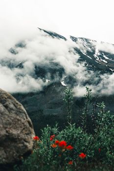 Explore the serene misty mountain views and wildflowers in Banff's scenic wilderness.