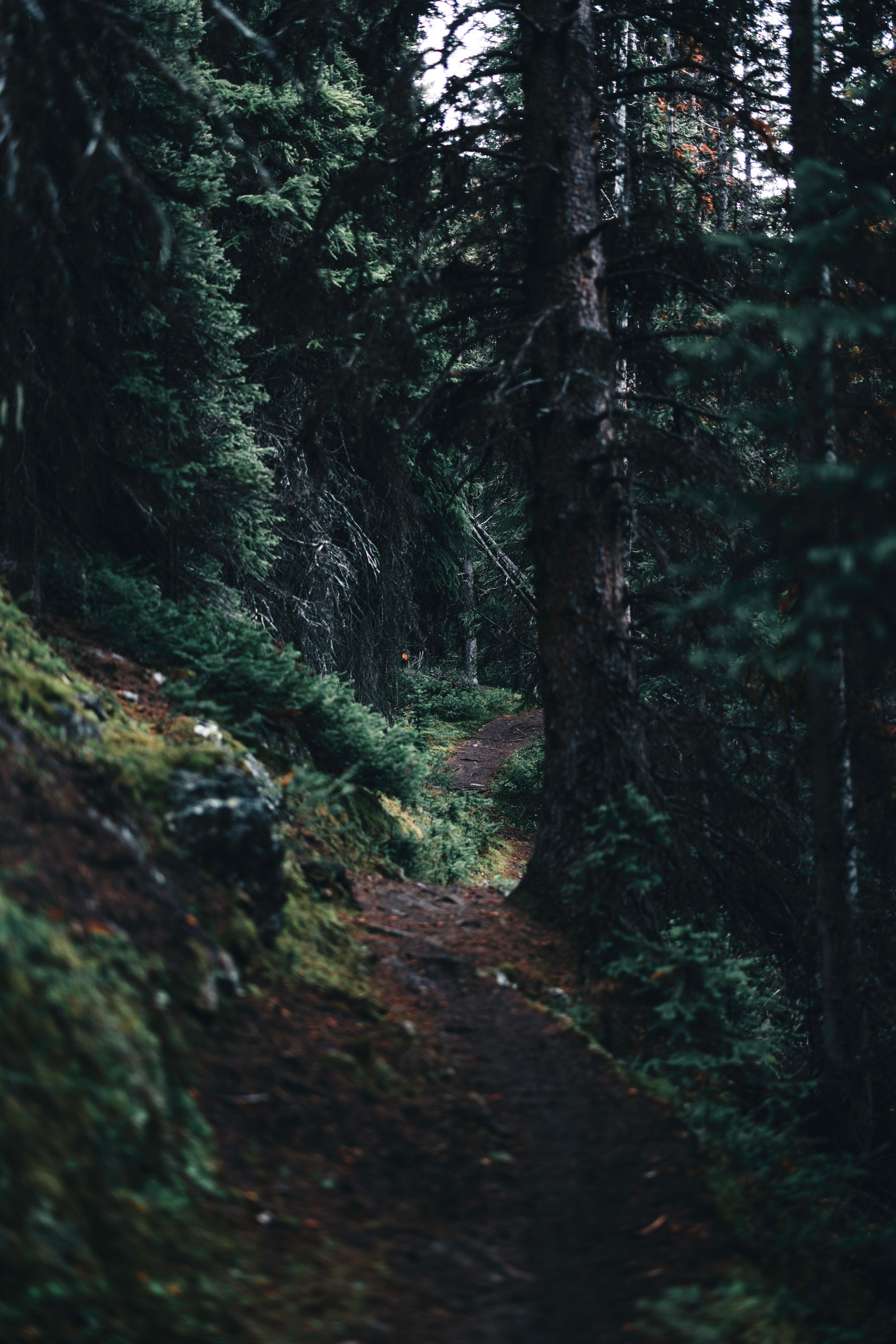 Photo of Unpaved Pathway Surrounded by Pine Trees · Free Stock Photo