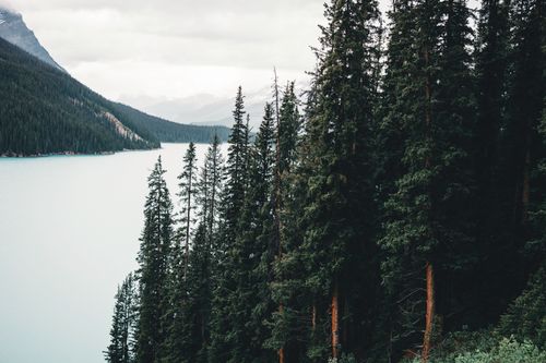 Free A tranquil view of pine trees by a lake in Banff, Canada, with mountains in the background. Stock Photo