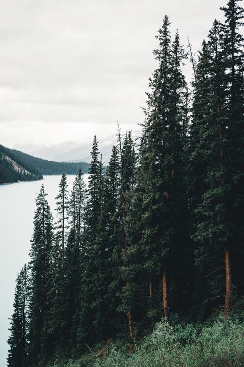 Free Tranquil landscape of evergreen trees overlooking a calm lake in Banff, Canada. Stock Photo