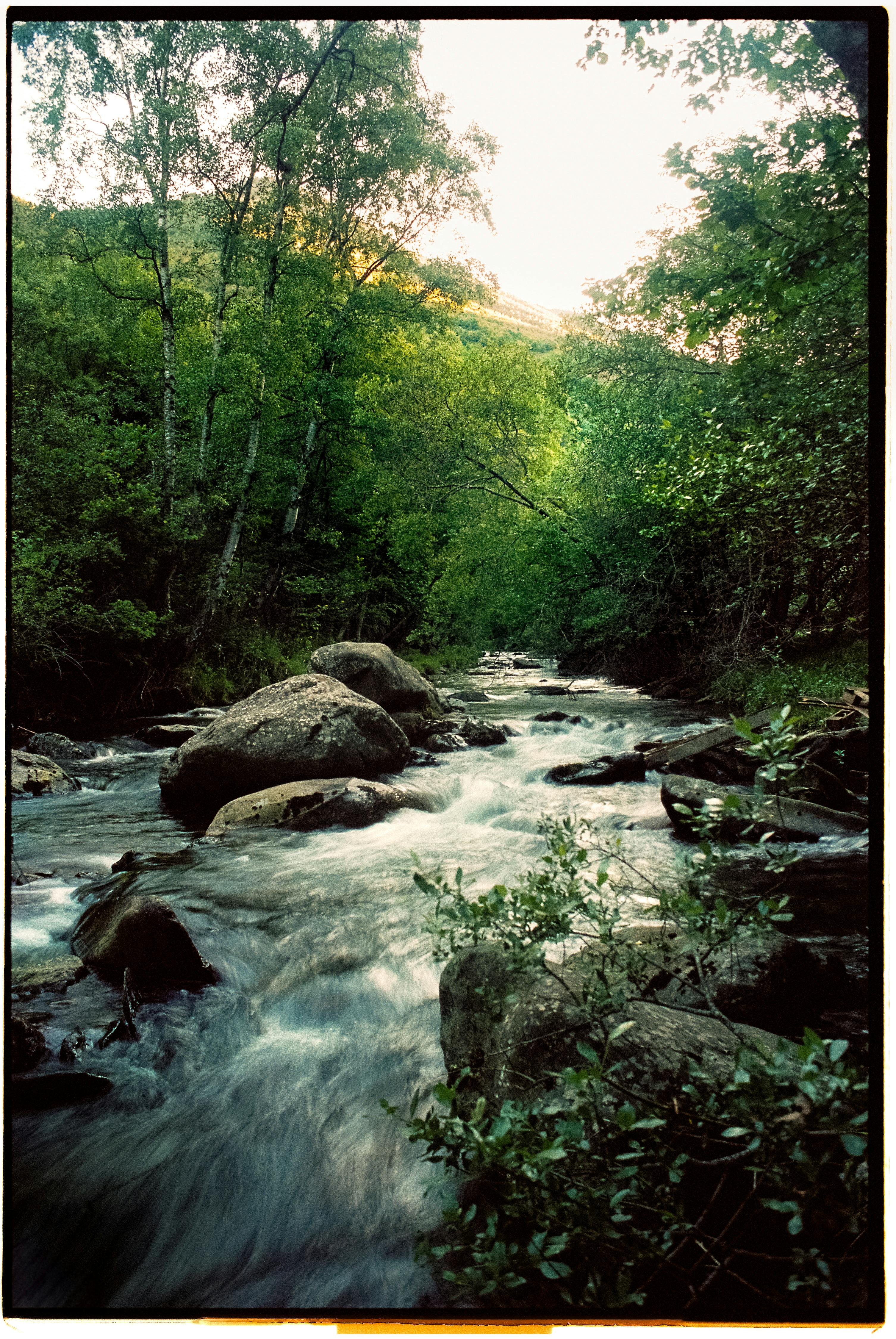 A tranquil creek flows through a lush forest with rocks and greenery, capturing nature's beauty.
