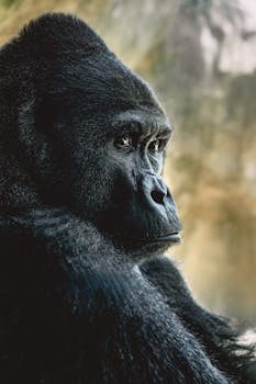 Anime Gadis Pilihan Dewa Gorilla - anime 1