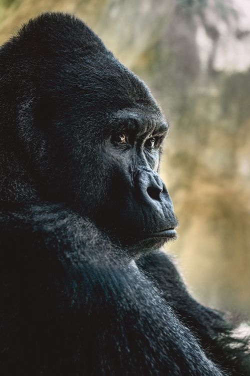 Free Close-up portrait of a majestic gorilla in its natural habitat, reflecting serenity and thoughtfulness. Stock Photo