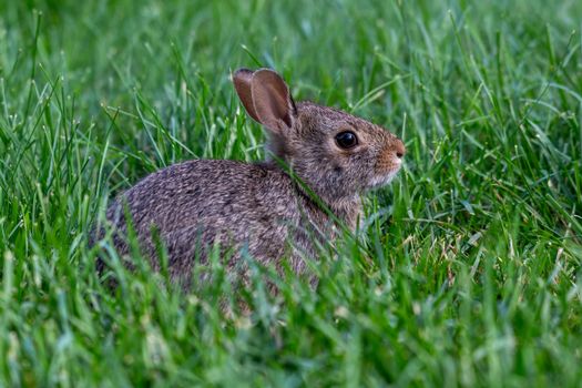 Adorable young rabbit sitting quietly in lush green grass, showcasing its cute and downy fur.