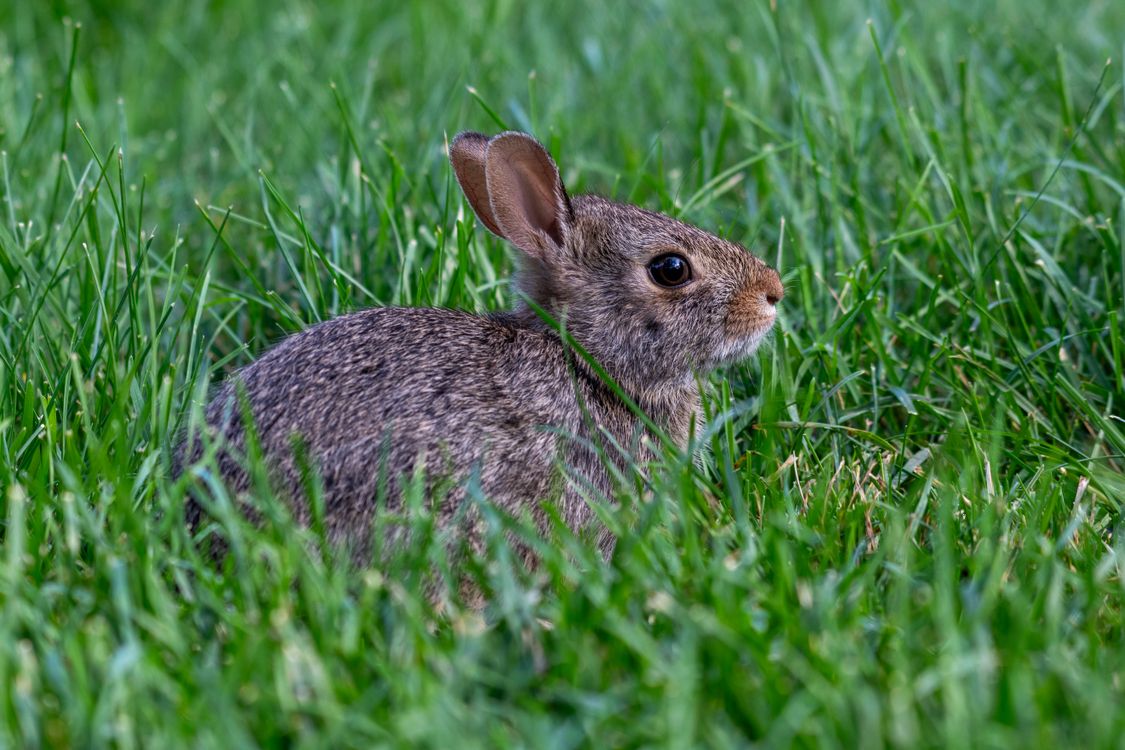 Grass Heads Rabbit A rabbit sitting in the grass with its ears up · Free Stock Photo