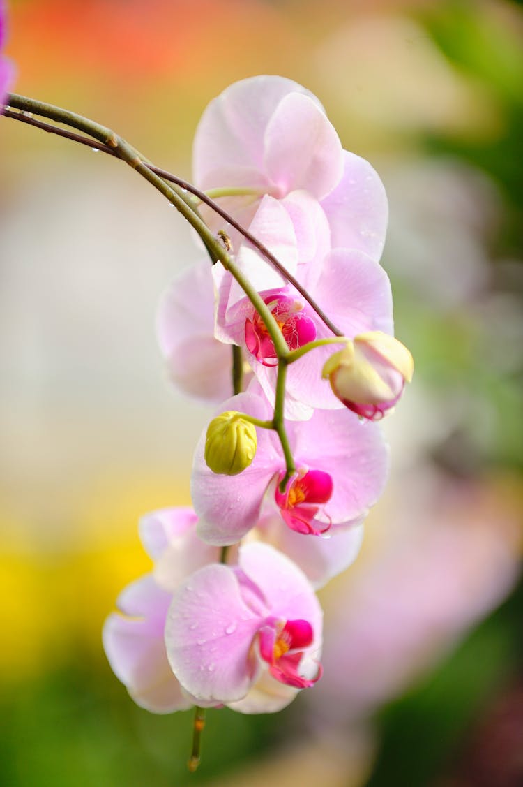 Pink Moth Orchids