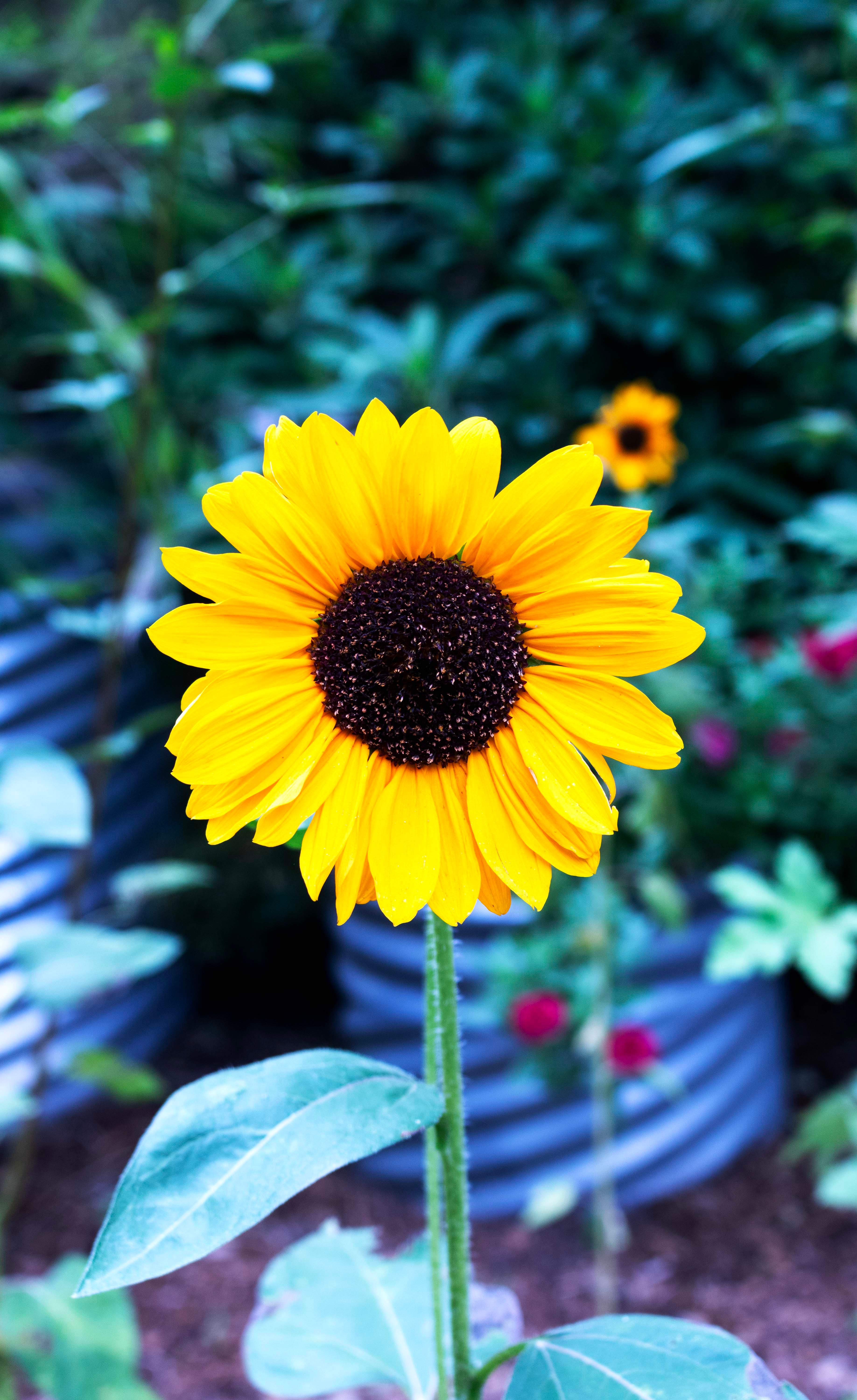 A sunflower is in the middle of a garden · Free Stock Photo