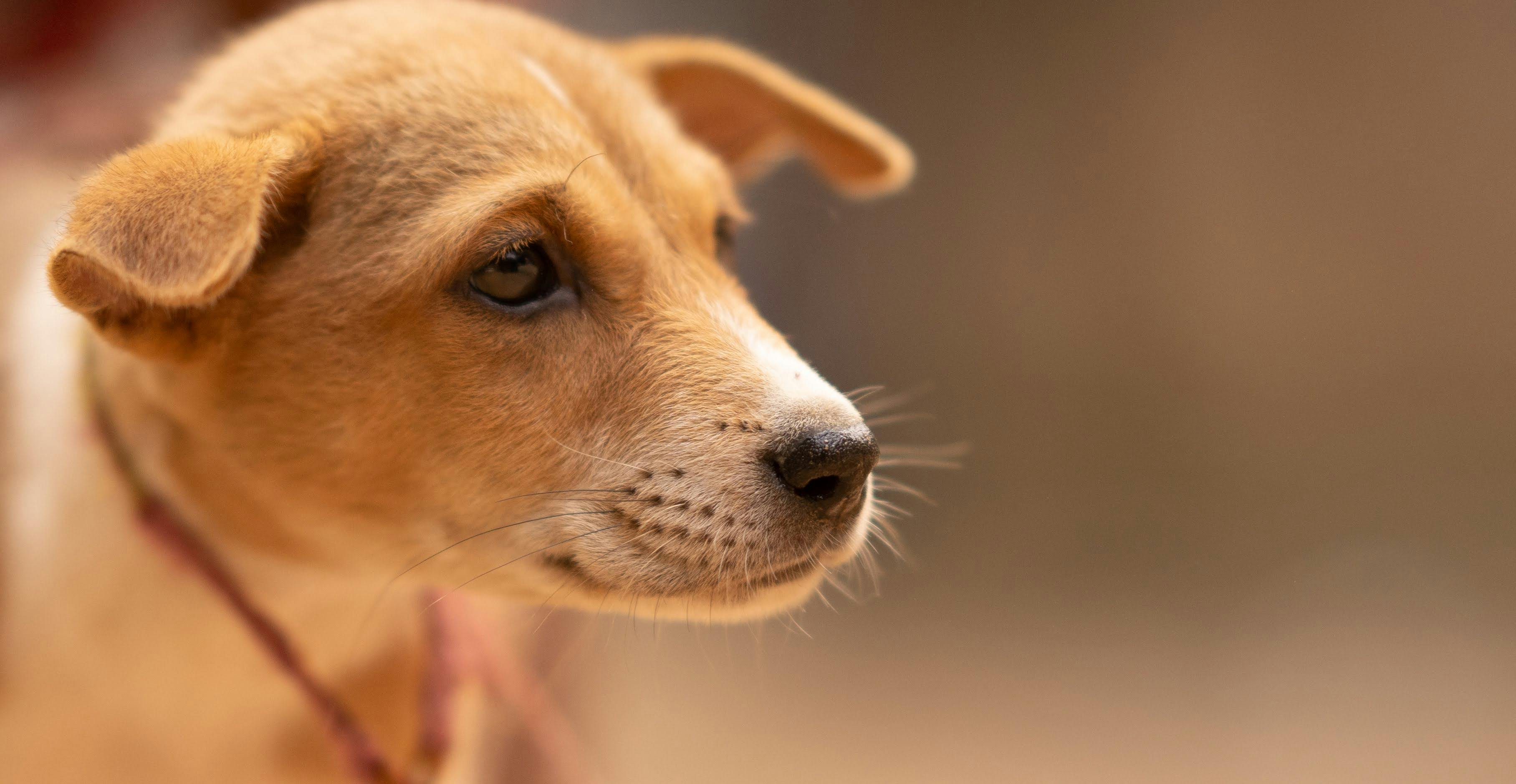 A small brown dog with a brown collar