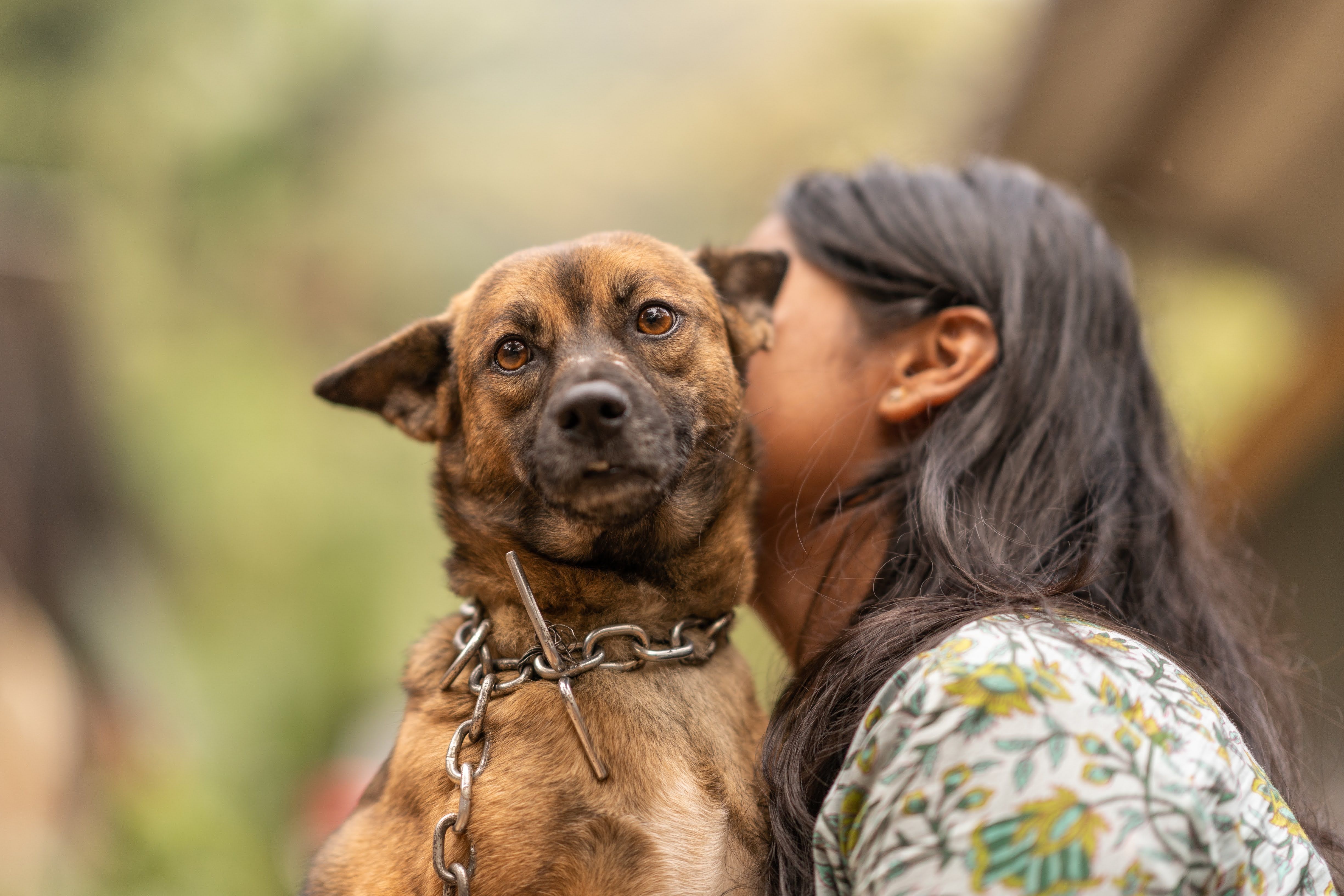 pet care pet safety — Photo by Pragyan Bezbaruah on Pexels