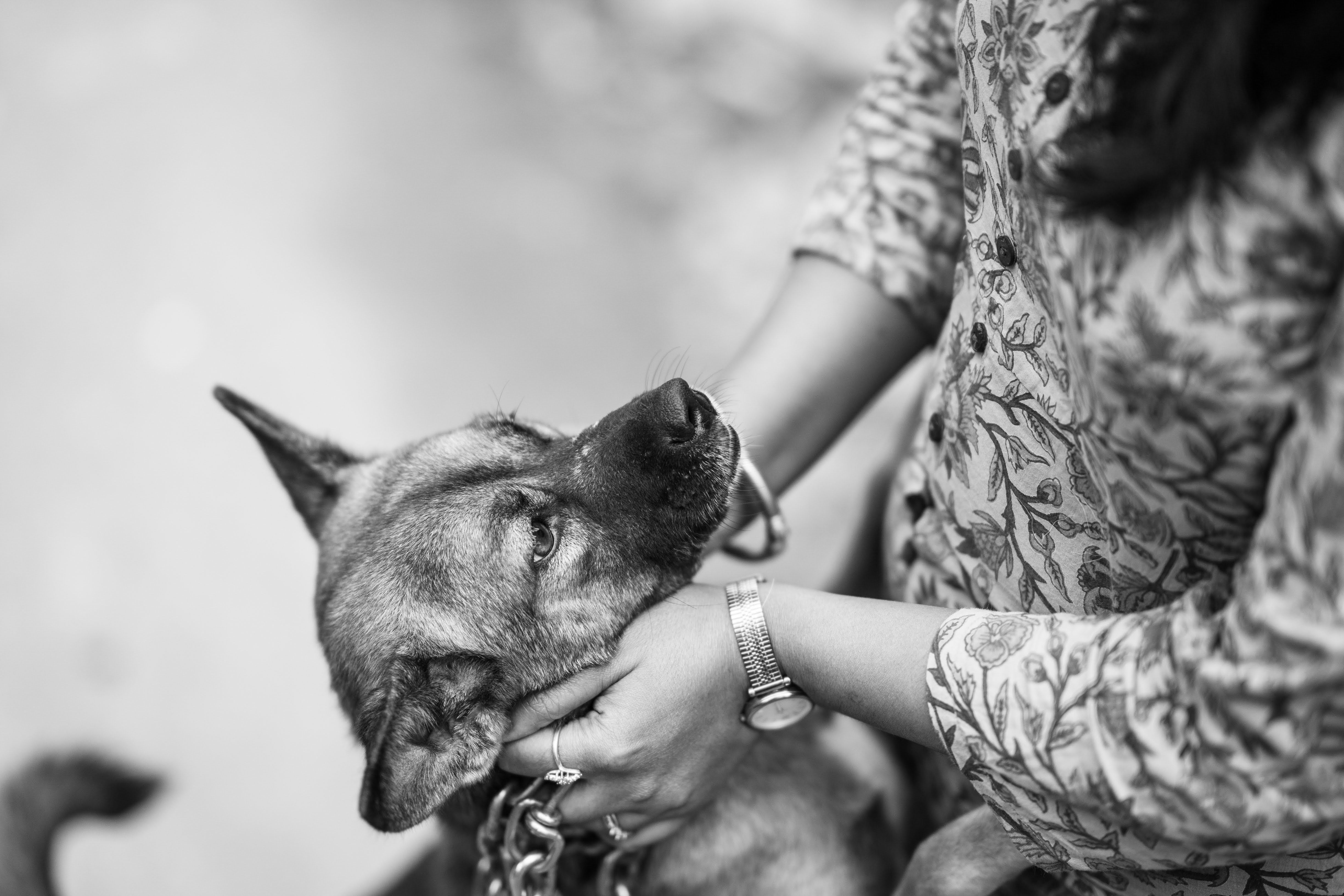 pet insurance, veterinary costs, pet health coverage, dog insurance, cat insurance, pet wellness — Photo by Pragyan Bezbaruah