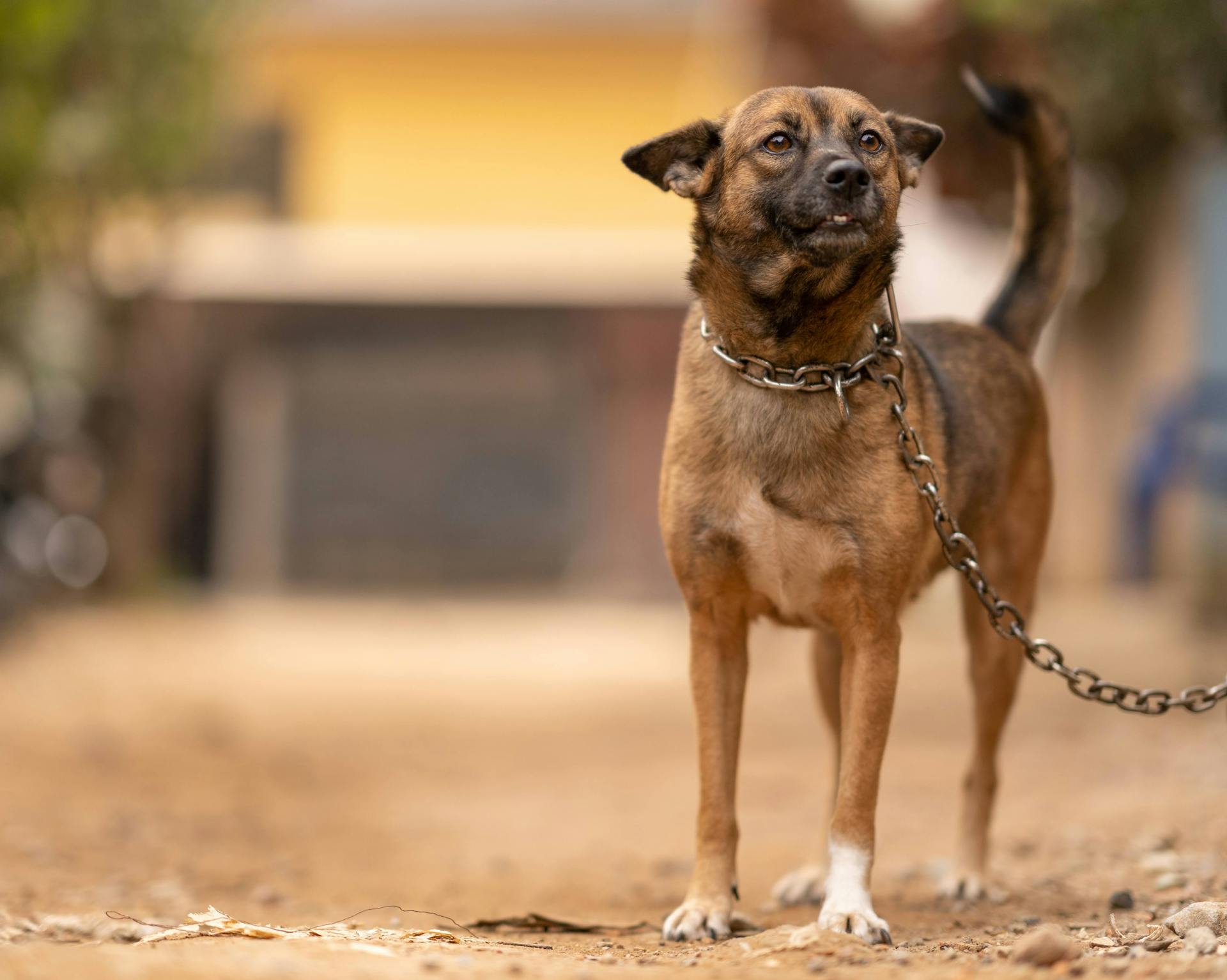 A dog is chained to a chain on the ground