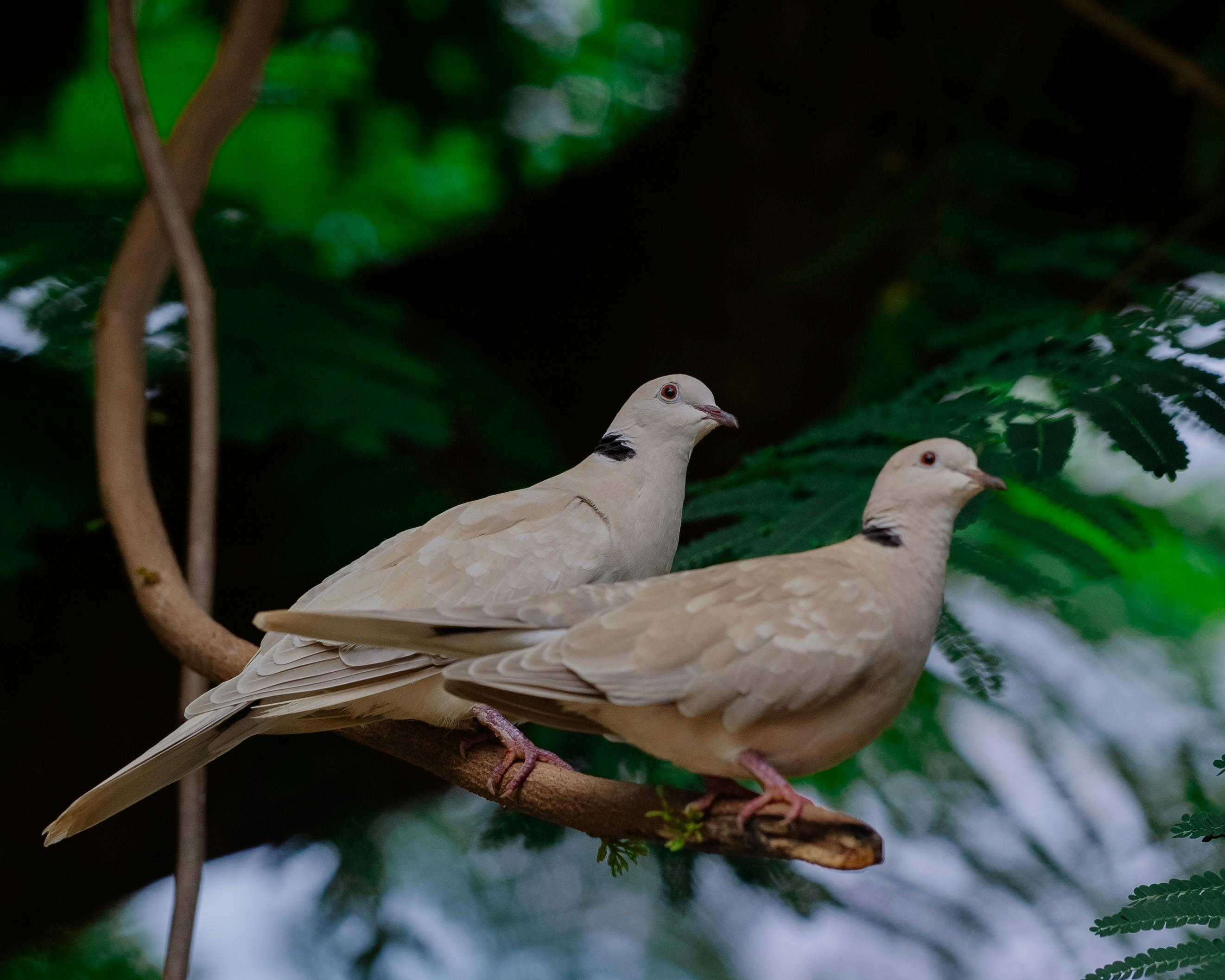 ฟรี คลังภาพถ่ายฟรี ของ กลางแจ้ง, การถ่ายภาพธรรมชาติ, การถ่ายภาพสัตว์ป่า คลังภาพถ่าย