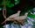 dove