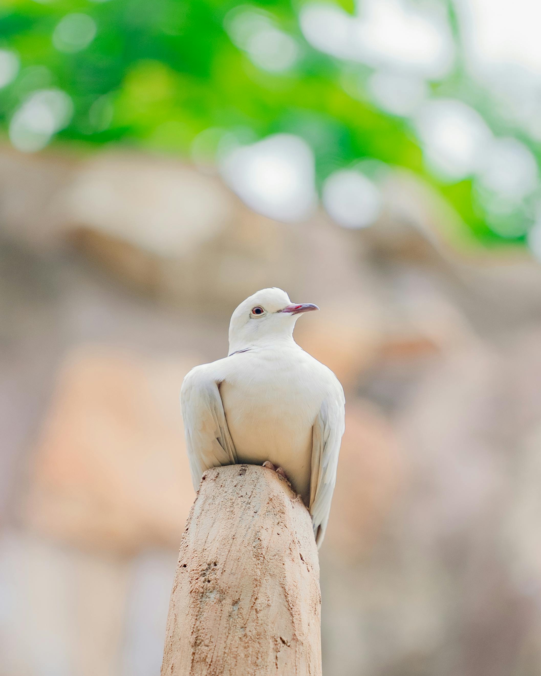 Безкоштовне стокове фото на тему «columbidae, біле оперення, білий голуб» стокове фото