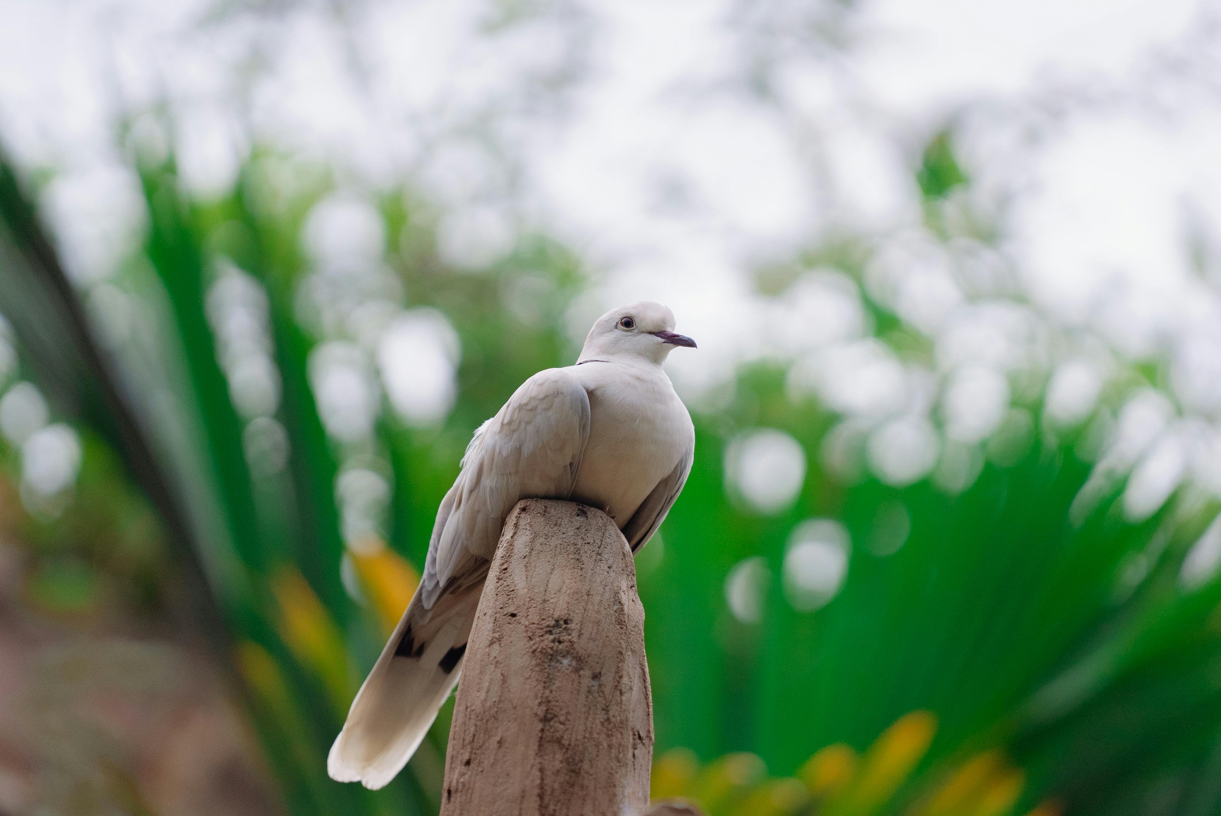 Foto Em Close Up De Pássaros Brancos No Chão · Foto profissional gratuita