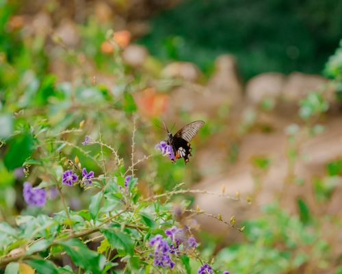 Free Beautiful butterfly perched on vibrant purple flowers in a lush garden setting. Stock Photo