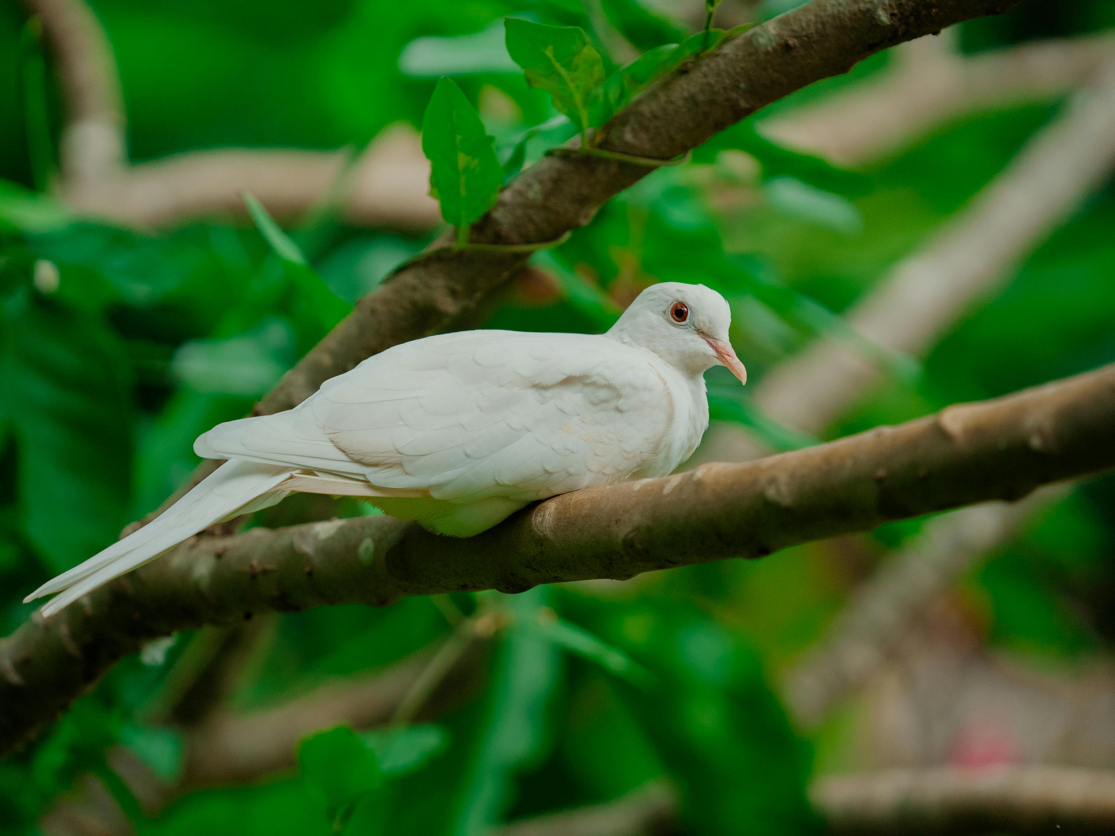 ฟรี นกพิราบขาวตัวสวยเกาะอยู่บนกิ่งไม้ท่ามกลางใบไม้สีเขียวสดใสในบรรยากาศธรรมชาติอันเงียบสงบ คลังภาพถ่าย