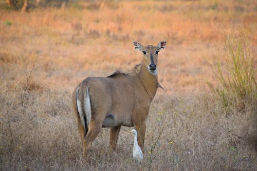 Free A Nilgai antelope standing on a grassy savanna with a white bird nearby, showcasing wildlife in natural habitat. Stock Photo