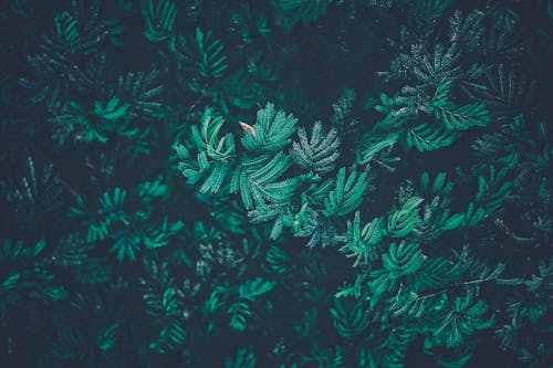 Free stock photo of dark green, faded green, green leaves